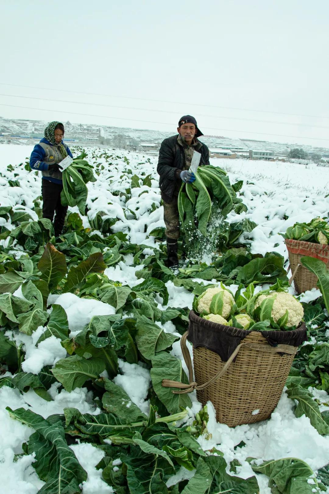 南北相济，中国580多个“菜篮子”是如何炼成的？