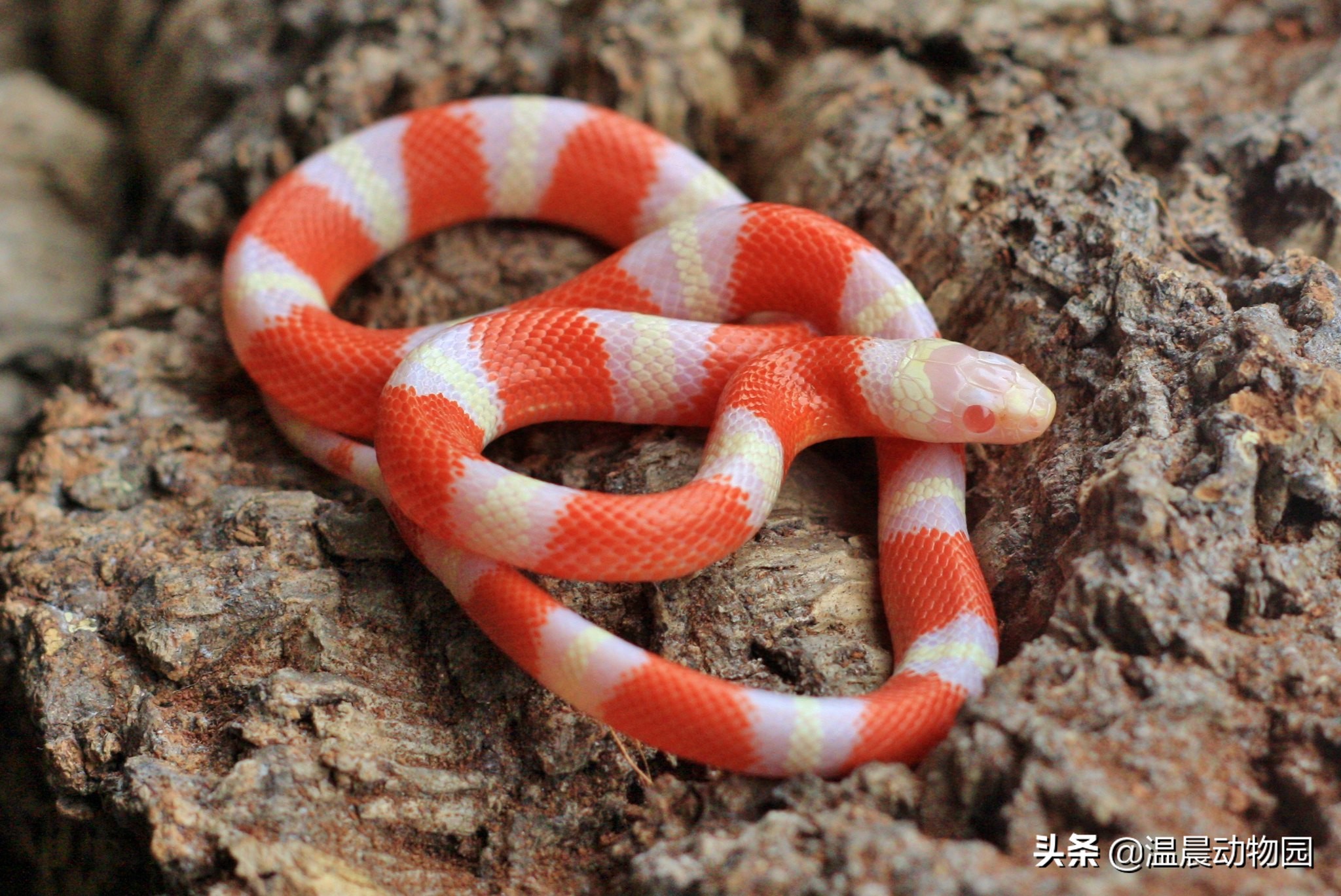 养蛇技巧和注意事项,养蛇的方法与注意事项