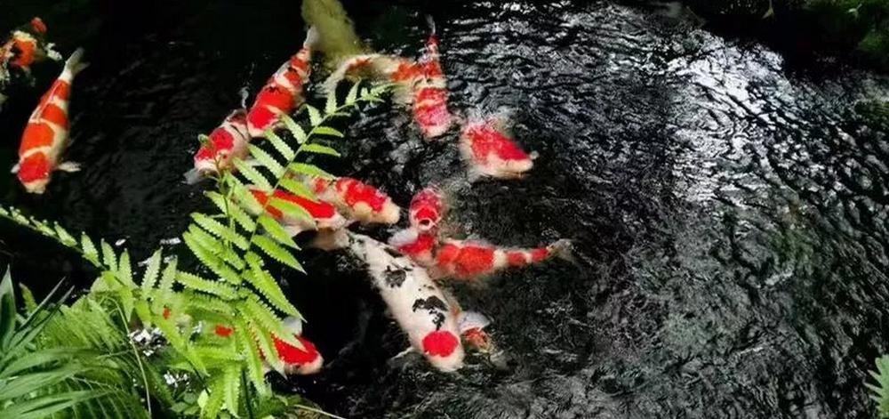 平!安!夜!关于硝化细菌最详细的贴子,需要你来点赞!