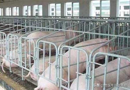 小猪拉肚子怎么办用什么方法好,小猪拉稀吃什么不拉稀