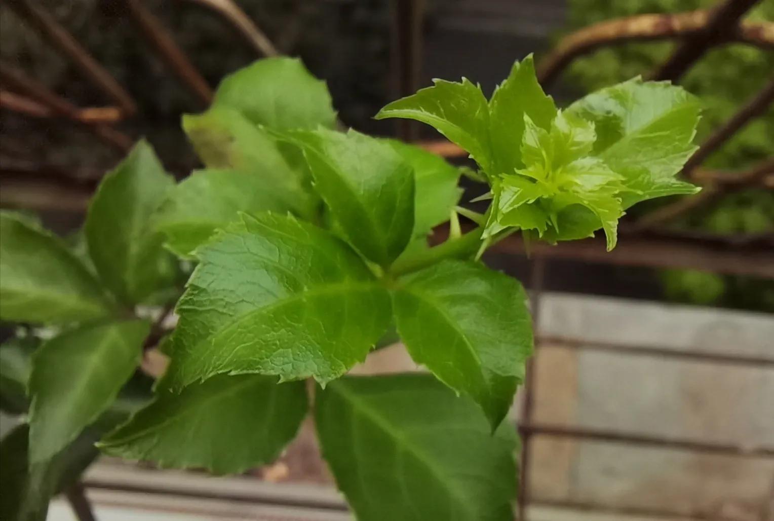 苦刺心是刺苔吗,苦刺芯味道