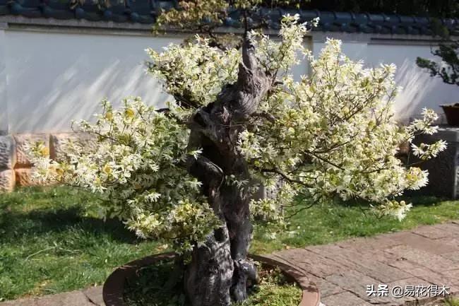 椤剁骇鐧借姳妾垫湪鐩嗘櫙,鐧借姳妾垫湪鐩嗘櫙鏋湪閫㈡槬