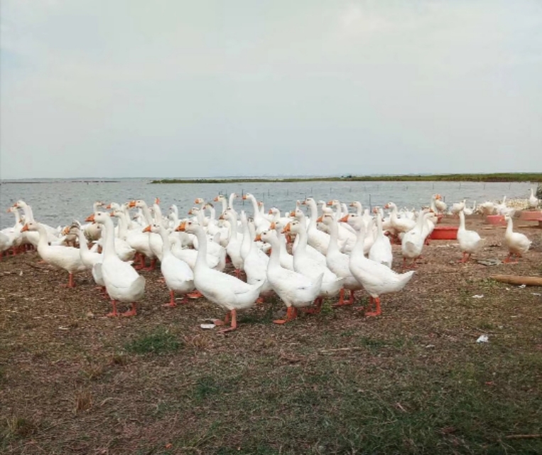 饲料赊销如何破局,卖饲料如何做到不赊账销量又好