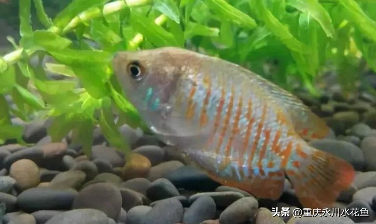 十大最好看的观赏鱼,观赏鱼100种形态