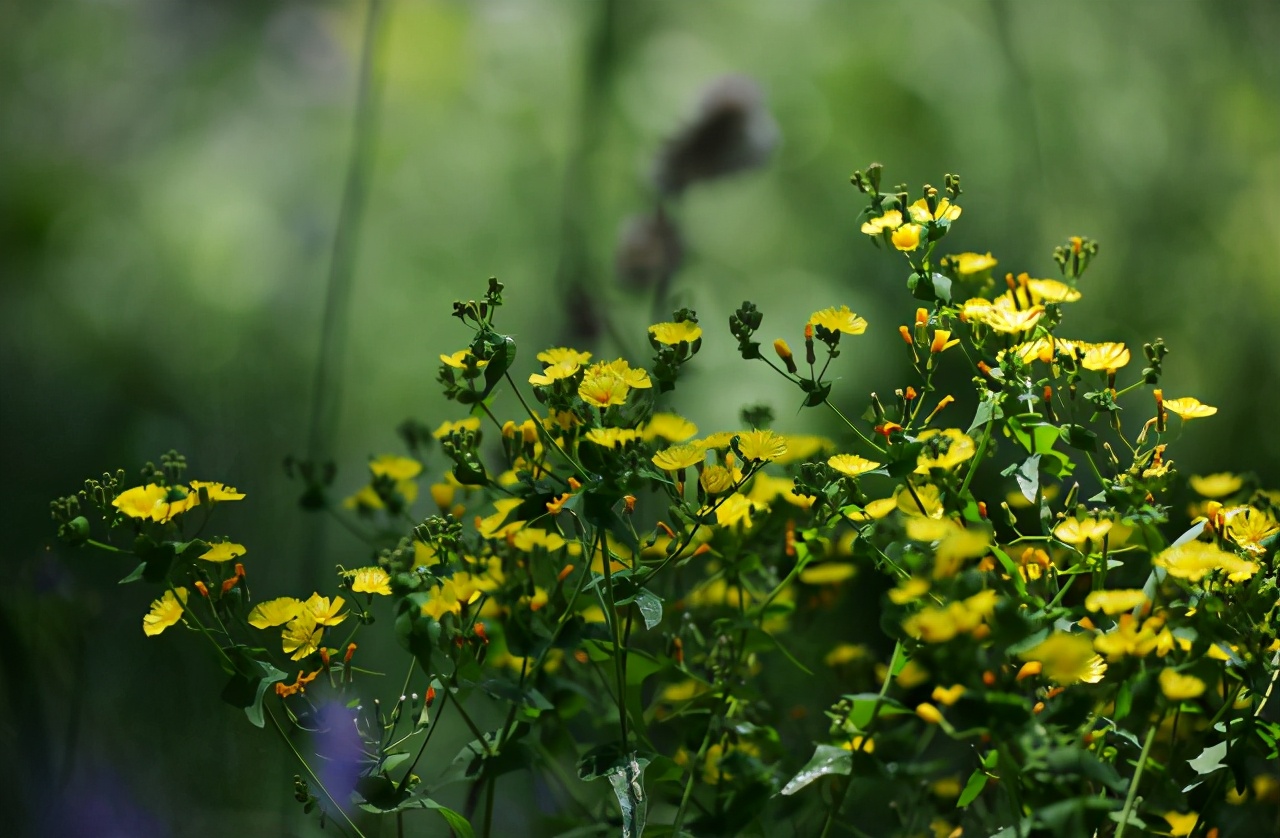 L鍗″彛闀跨劍闀滃ご,l鍗″彛70-300闀跨劍闀滃ご鎺ㄨ崘