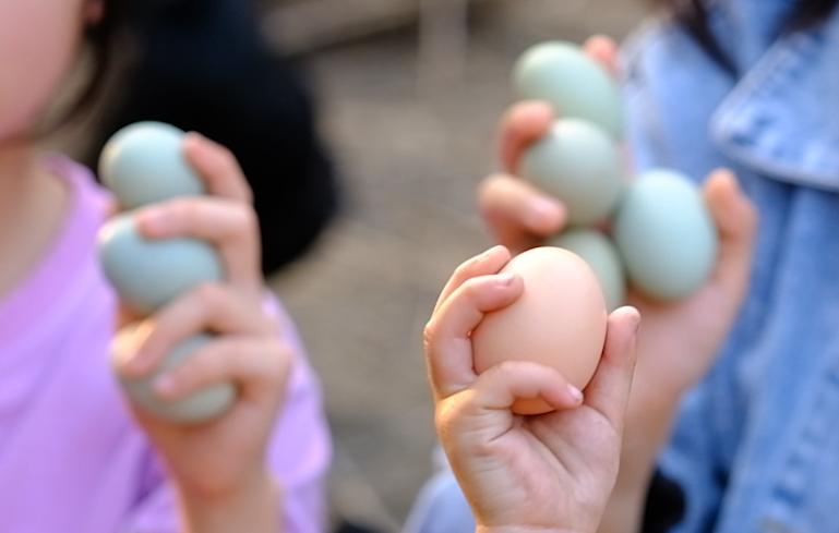 卖完公鸡留母鸡生蛋,不按斤按盒卖70-100块,居然收入千万