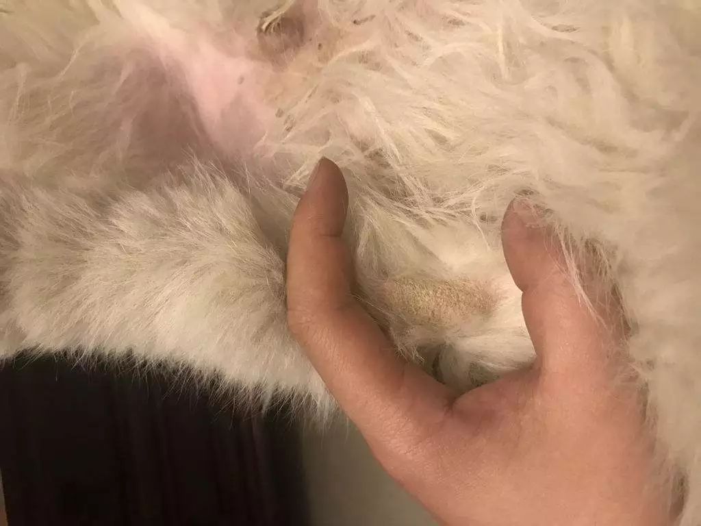 猫咪湿疹症状表现,猫咪湿疹会不会有白屑