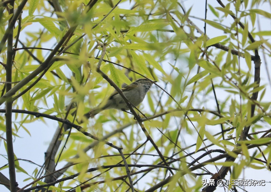 国际爱鸟日天桥岭,国际爱鸟日