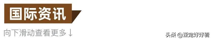 亚宠云课堂,比熊犬赛级妆造型