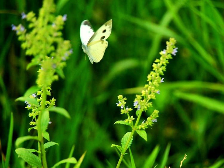 原创蝴蝶恋花,蝶恋花蝴蝶原唱