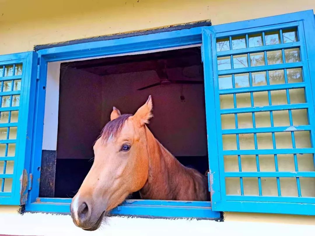 童话小镇在哪里,山东梦幻童话小镇在哪里