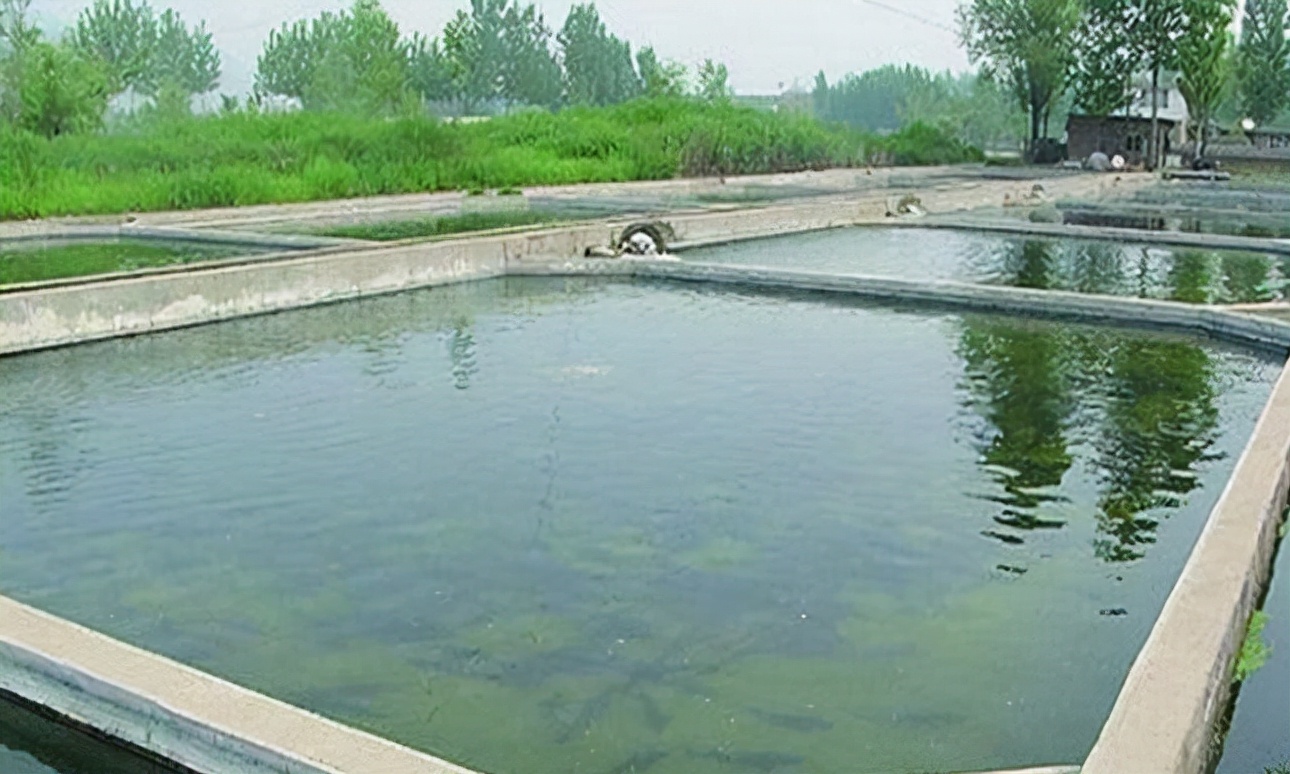 1995年澳门轮船被抢1000万，一个遗忘手机，警方揪出幕后黑“警”