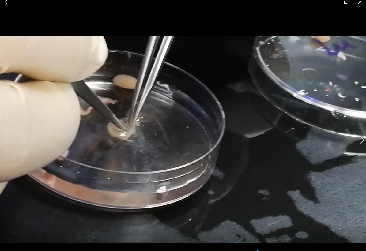 安徽省细胞生物学会在线云科普：精子是怎样产生的？