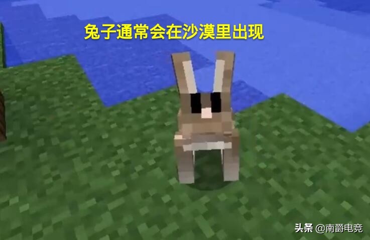 我的世界沙漠的兔子可以被驯服吗,兔子的冷知识之我的世界