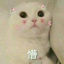 登革热可以传染给宠物吗,登革热蚊子能活多久