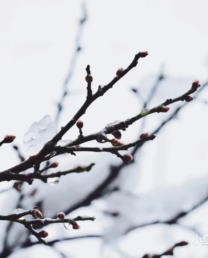 南京金陵小学仙林学费,南京市金陵小学仙林湖校区学费