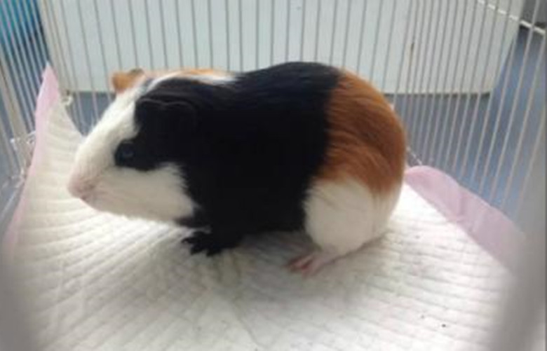 养100只荷兰猪能赚钱吗,养荷兰猪需要准备什么东西