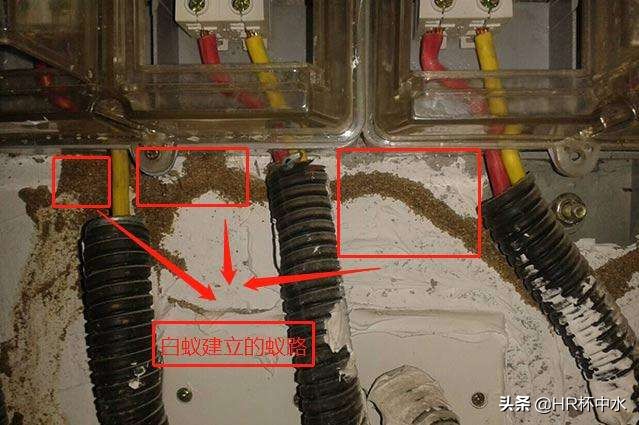 怎样防止白蚁从窗缝钻进去,长翅膀白蚁的消灭方法