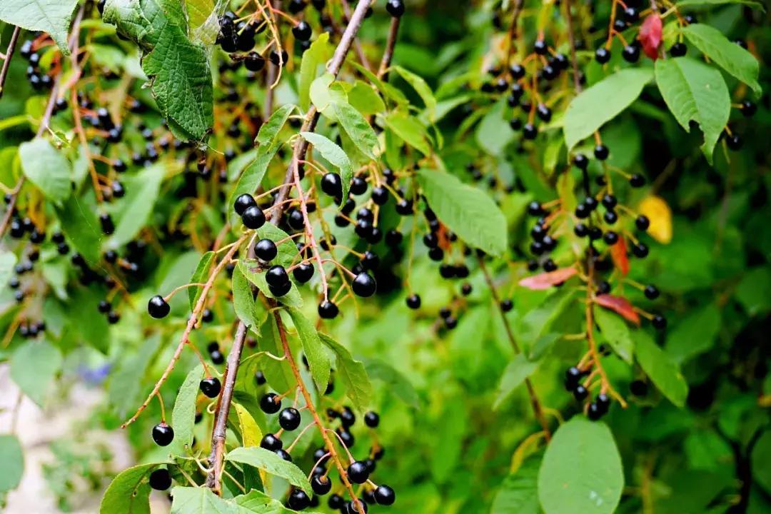 千松坝国家森林公园看云海,在万米的高空看云海