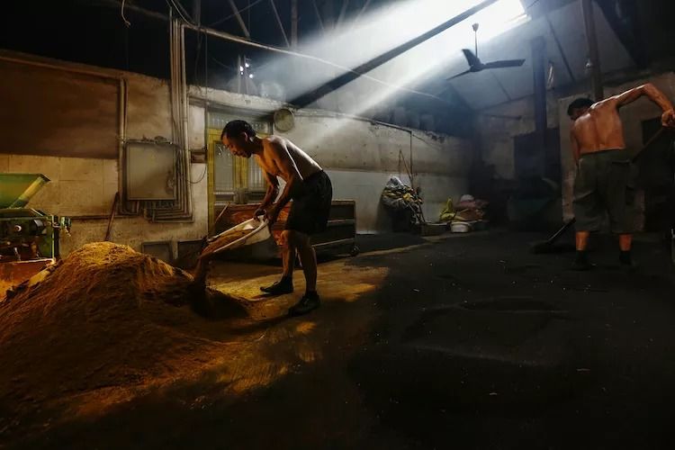 8月向日葵云海（徽州百工、黟县的朋友圈、瓷都景德镇）采风