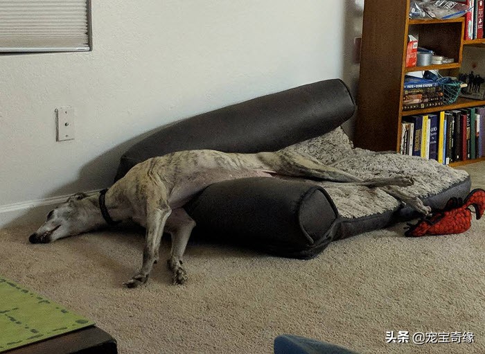 猫是液体动物还是软体动物,猫是液体做的动物