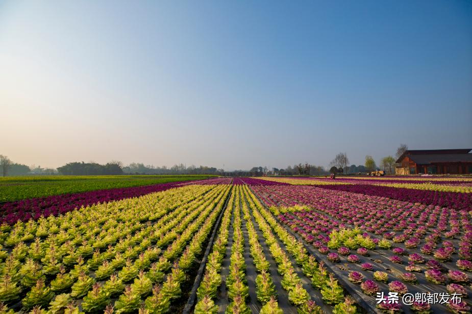 红光新城西安市,红光新城
