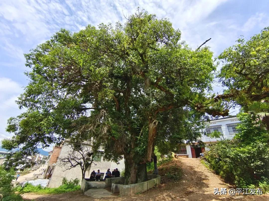 苦乐年华！1013岁的古树有个特别的名字