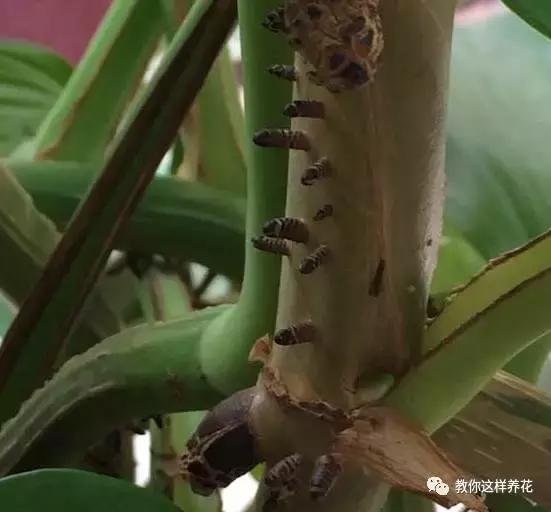 绿萝可以用枝条水养,怎么用水养绿萝绿萝才长得快