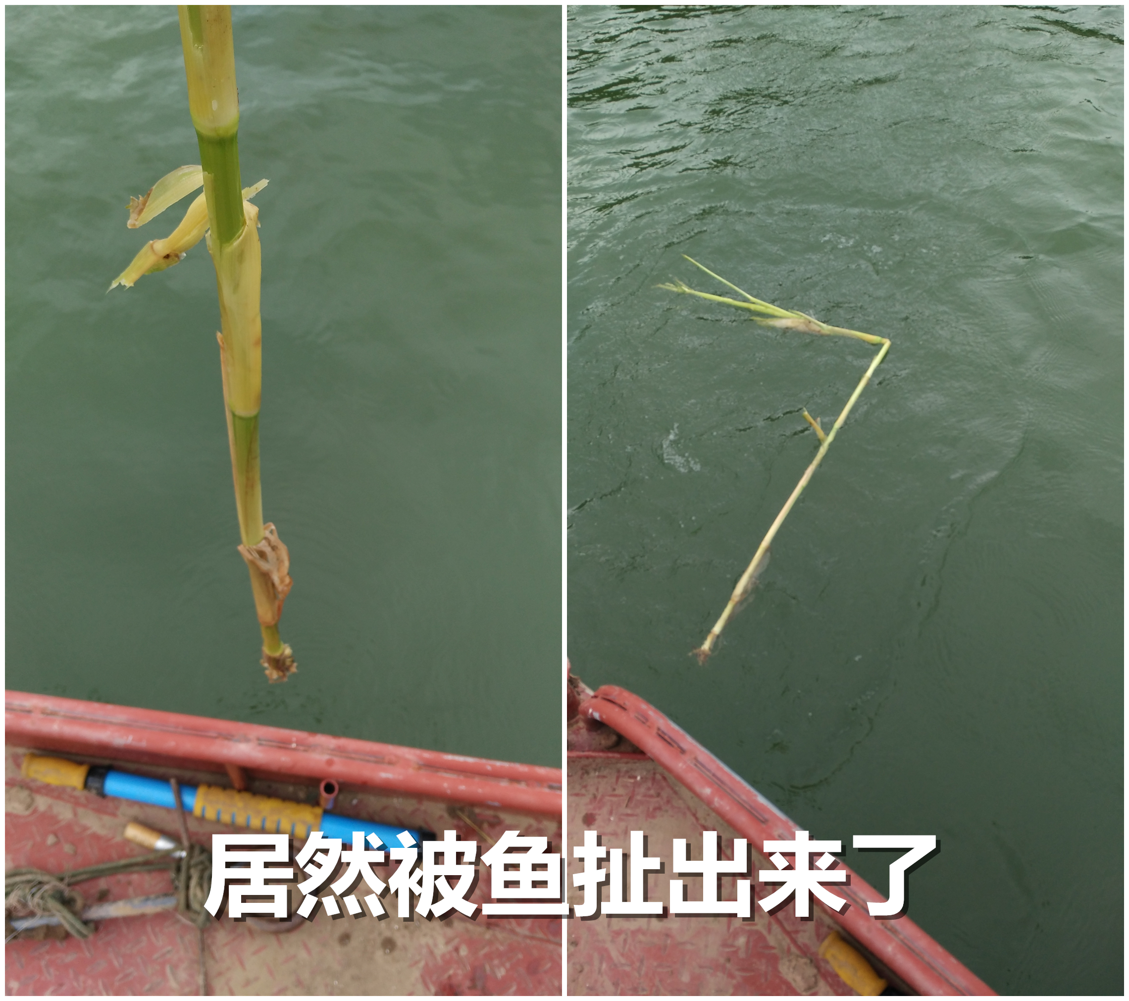 肥水草鱼窝料,综合塘草鱼窝料