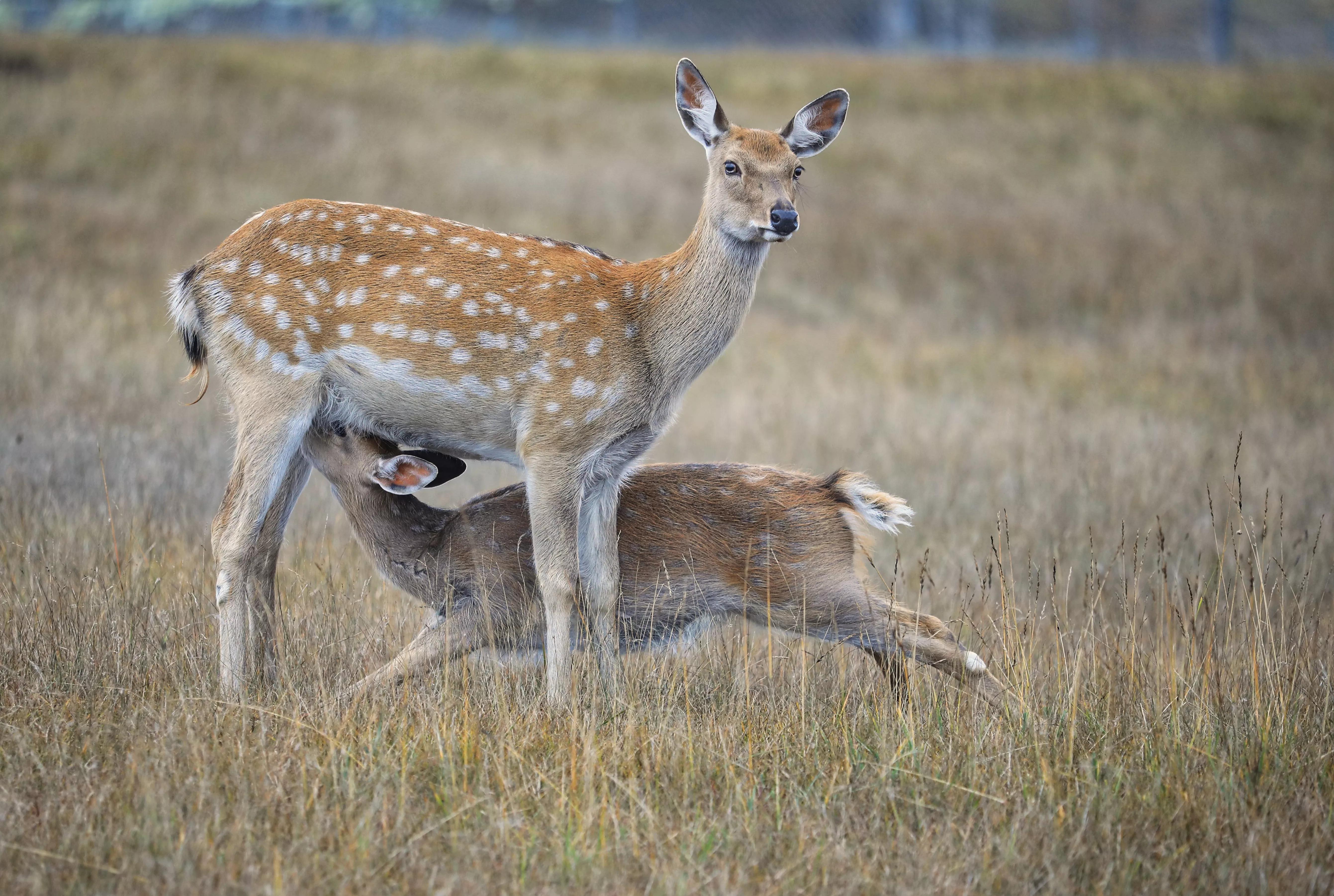 坝上秋色草原,坝上草原游记作文