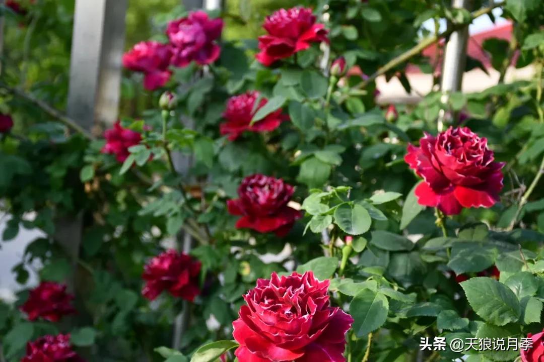 花友家的春花都开爆爆爆了，快来云赏花！（上）