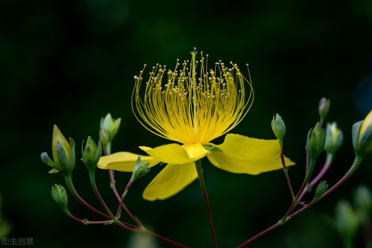 郁郁葱葱的多肉植物,适合阳光足的一年四季开花的植物