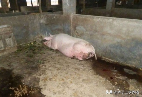 猪尿血便血是什么原因,猪尿血是什么病怎么治用什么药