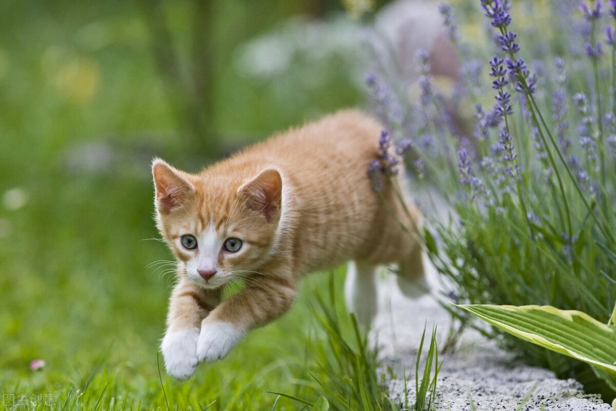 小猫又吐又拉不吃猫粮怎么办,小猫吃了猫条后不吃猫粮了