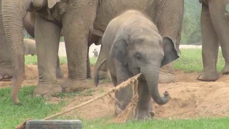 云南小象顽皮,小象宝宝为什么这么淘气