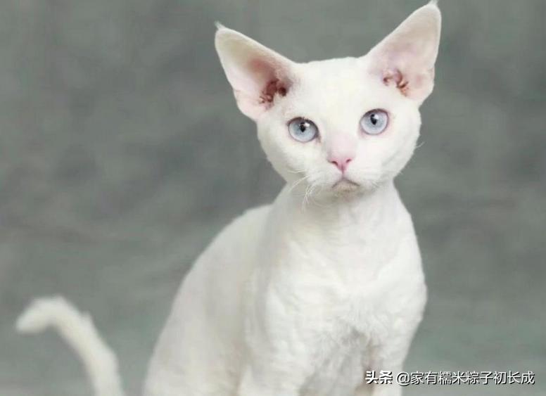 对猫咪过敏但是又想养猫怎么办,对猫过敏的人也可以养的猫