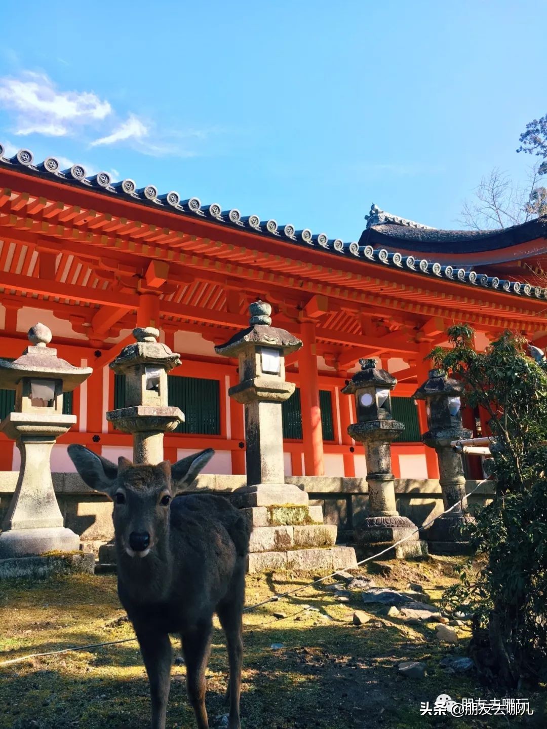 日本大阪京都自由行攻略大全,大阪京都奈良旅游攻略自由行