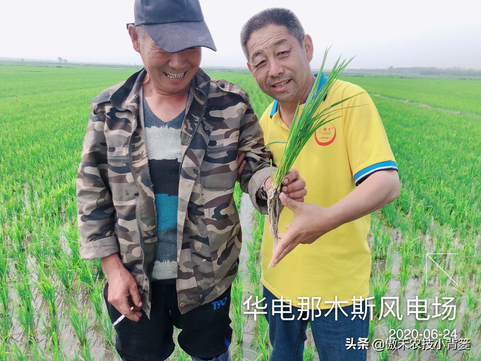 如何防止水稻黄叶,水稻抽完穗黄叶黑杆是什么原因