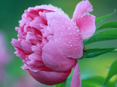 芍药花怎么养才能开花,芍药花怎么种植