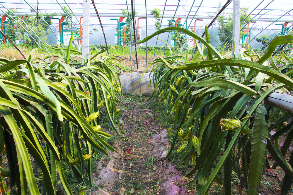 #毕业旅行啦#石家庄慧灯庄园，夏日里寓教于乐爽歪歪