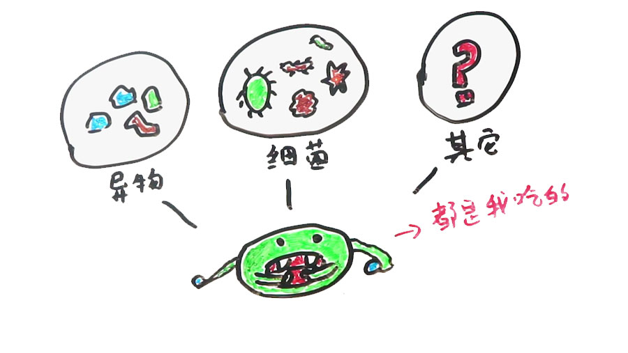 喝啥茶对肝脏排毒最快,科普肝脏是怎么排毒的