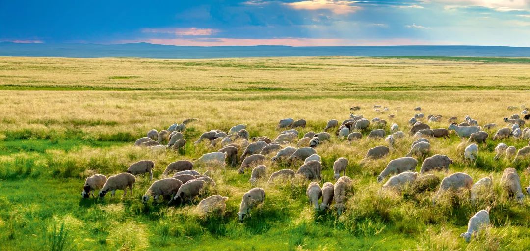 中国人过年太有意思,中国人过年有什么活动