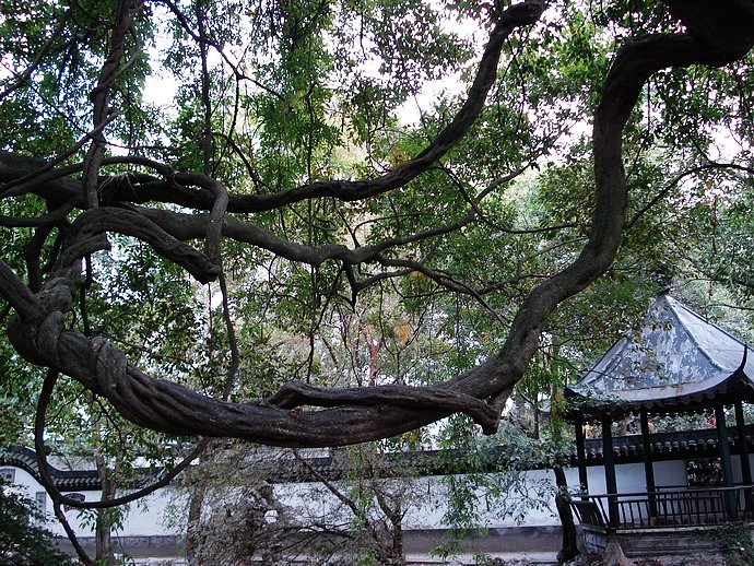 一个人的水乡行：南浔，那低调的奢华