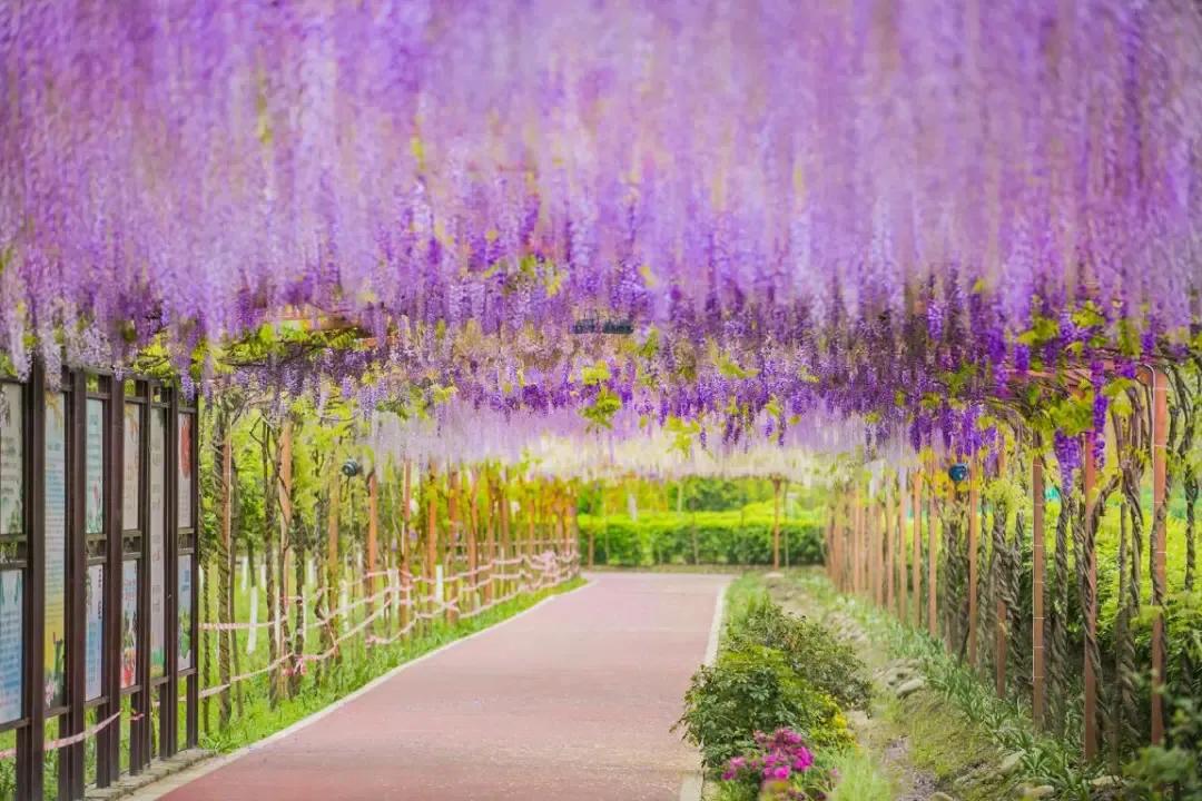 十里紫藤长廊，成都芳华微马公园紫藤绽放