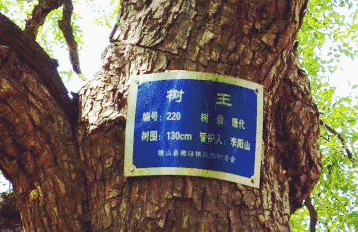 千年古县赞皇,赞皇贡枣图片