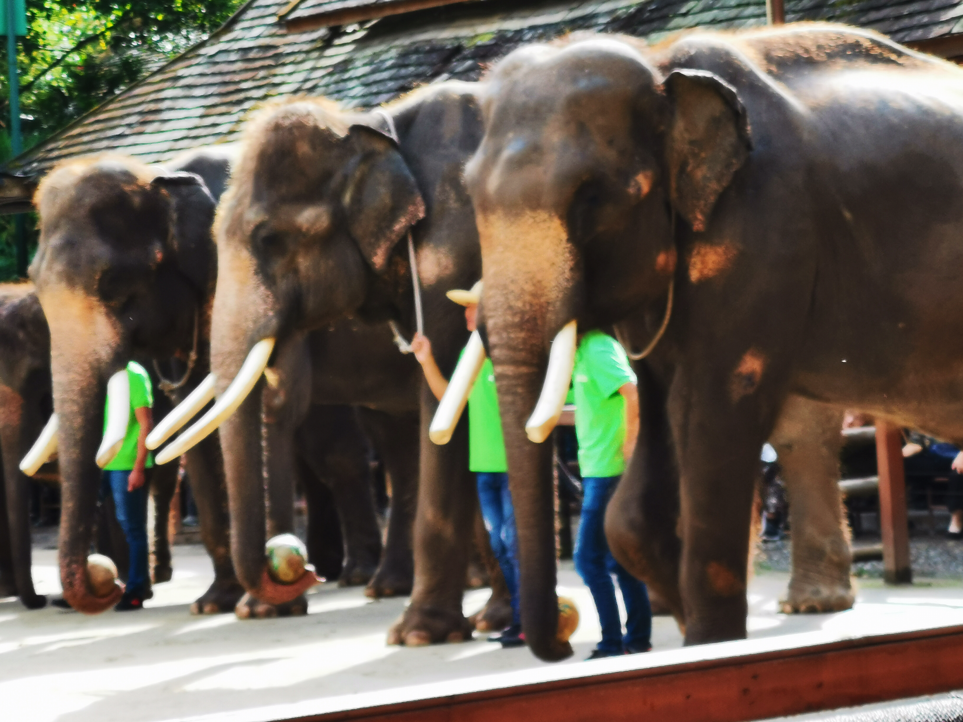 了解西双版纳的风俗和民族文化,西双版纳哈尼族特色民族文化