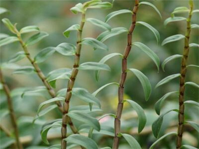 石斛兰花怎么养才能旺盛,球花石斛怎么养