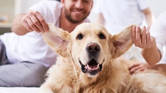 最流行的撸狗方法,学会这套撸狗的小方法