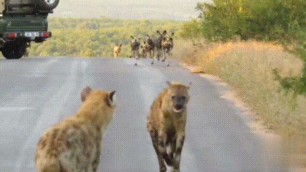 犬科代表非洲野犬,*攻围**狮子,掠夺豹子,暴打鬣狗,成为草原王者