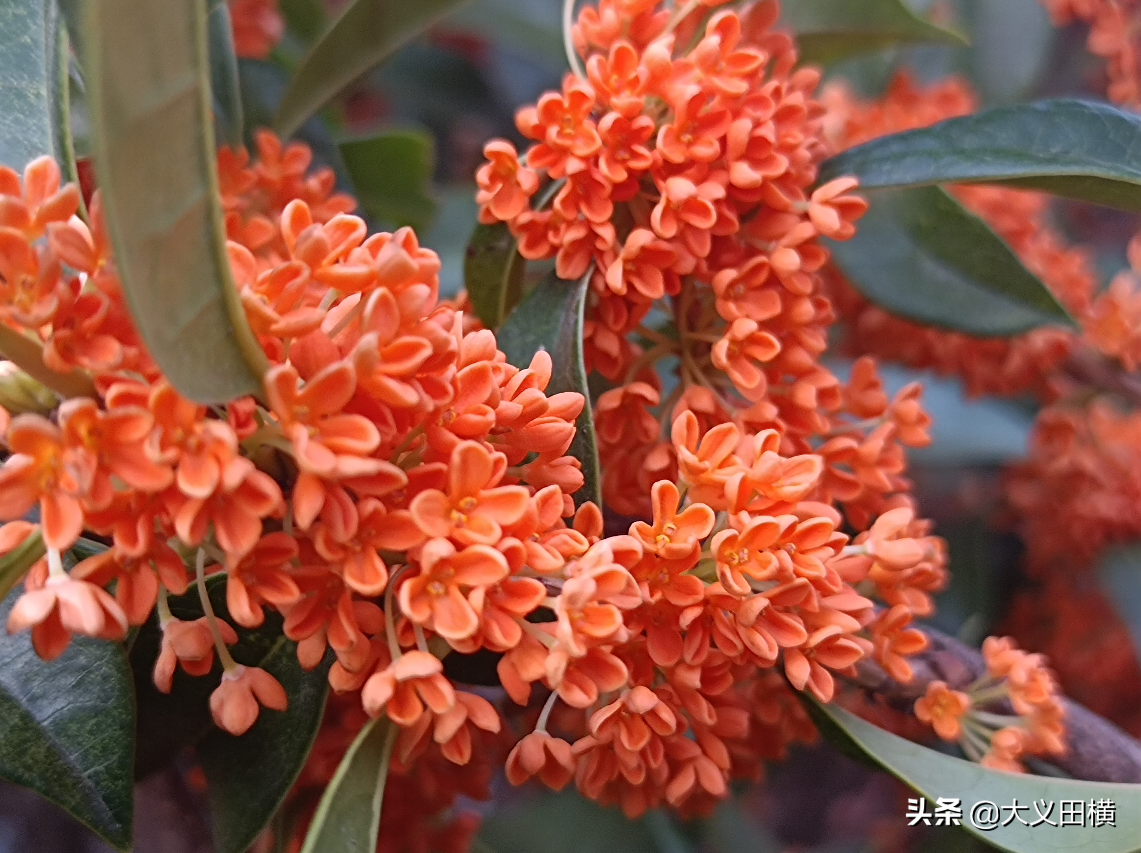 秋天到了金桂有什么变化,金桂为什么没有香味